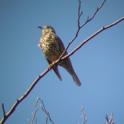 Mistle Thrush.JPG